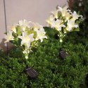 Lampa Solarna Ogrodowa Wbijna Kwiat Lilii Lilia Ozdoba Kwiaty Solarne Led