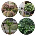 Pergola Ogrodowa Tarasowa Metalowa Podpora do Pnączy Róż Kwiatów 50x10cm Czarna