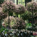 Pergola Ogrodowa Tarasowa Metalowa Podpora do Pnączy Róż Kwiatów 50x10cm Czarna