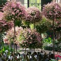 Pergola Ogrodowa Tarasowa Metalowa Podpora do Pnączy Róż Kwiatów 50x10cm zielona