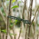 Opaski Ogrodowe 100szt Zaciskowe do Spinania Roślin Kwiatów Regulowane 23cm