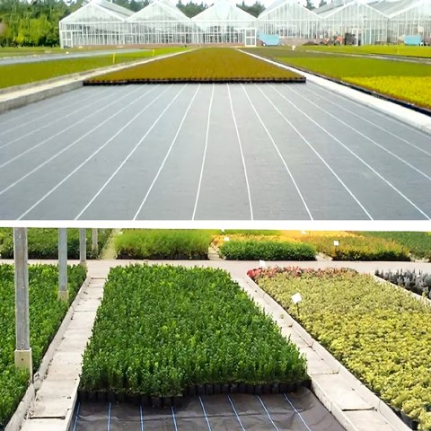 Agrowłóknina 70g 1,6m x 50m Czarna UV Agrotkanina Mata Antychwastowa
